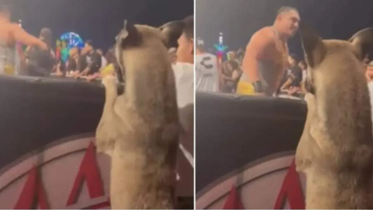 Perrito disfruta de la Lucha Libre y se hace viral